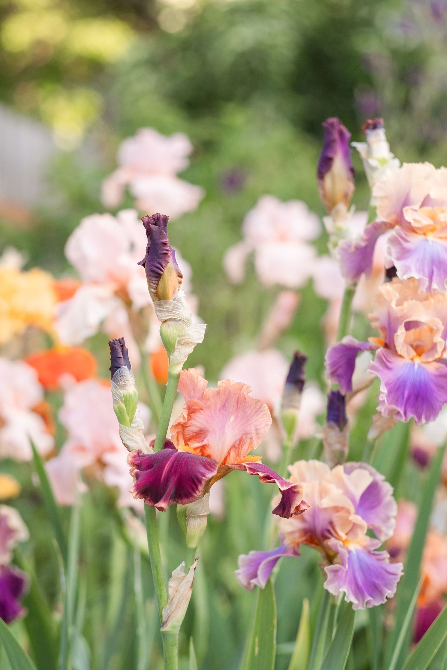 Colorful bearded iris flowers blooming in a garden with pink, purple, and orange varieties.