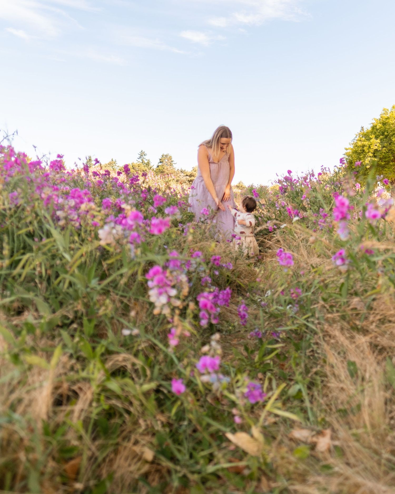 A field of vibrant pink cosmos flowers blooms amidst dried grass at sunset.