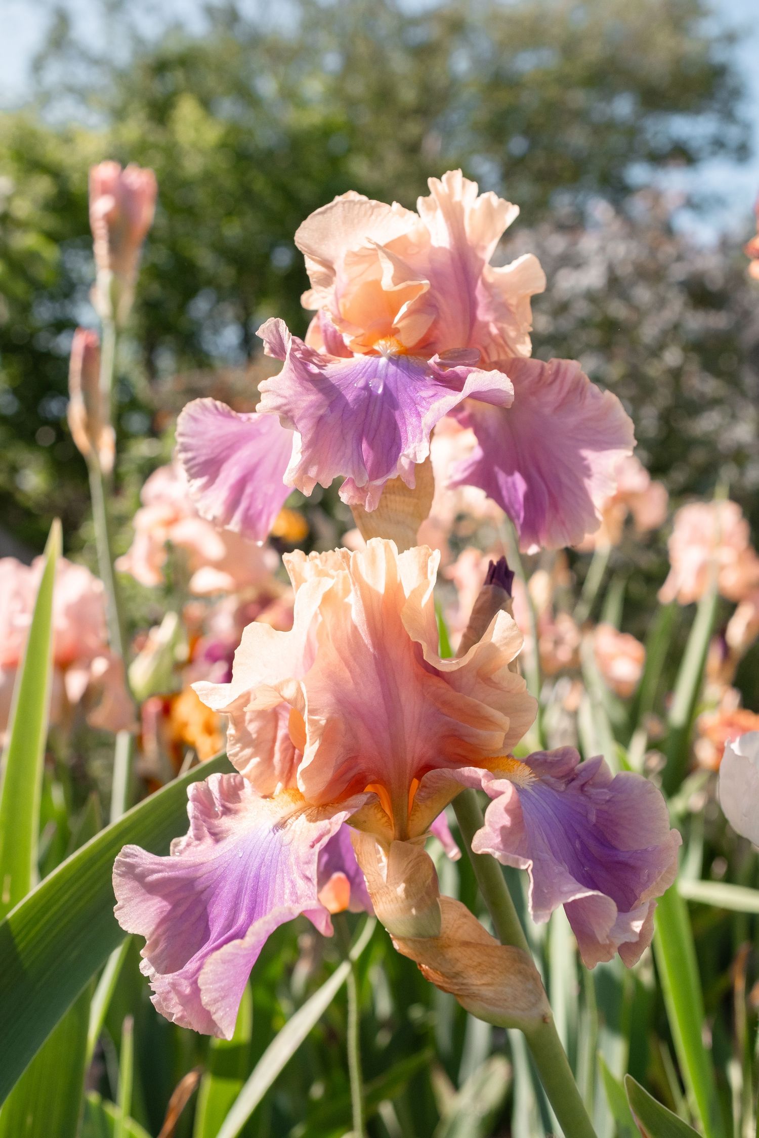 Pink and purple bearded iris flowers blooming in a sunny garden with green foliage background.