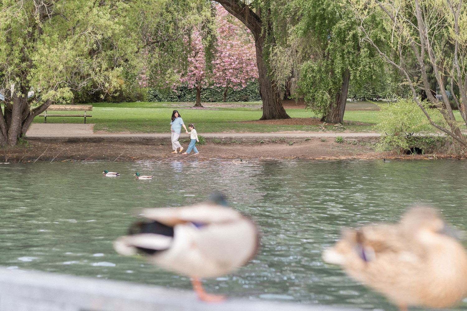 Ducks swimming in a lake with trees and walking path visible in background.