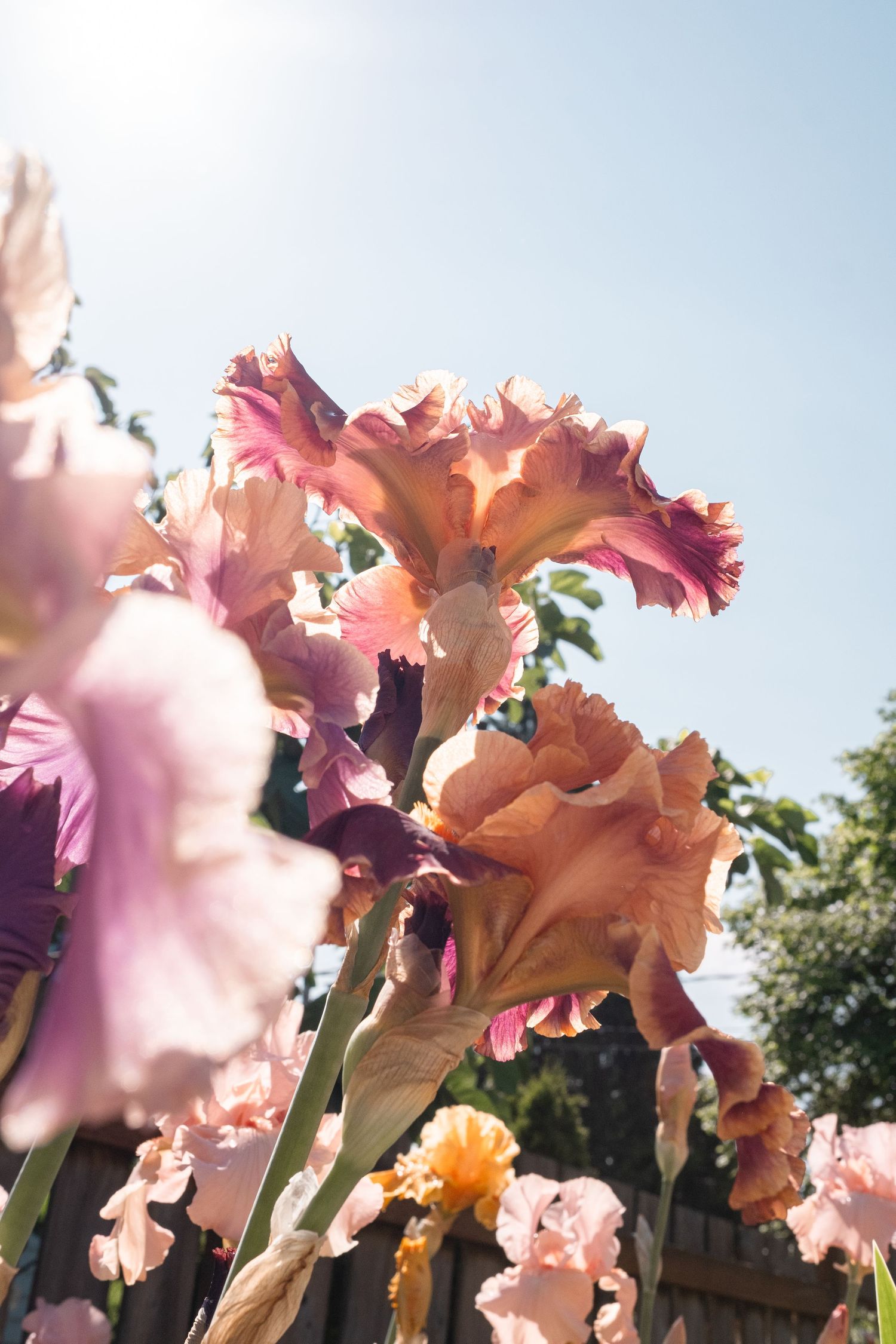 Pink and peach bearded iris flowers blooming in a sunny garden against a blue sky.