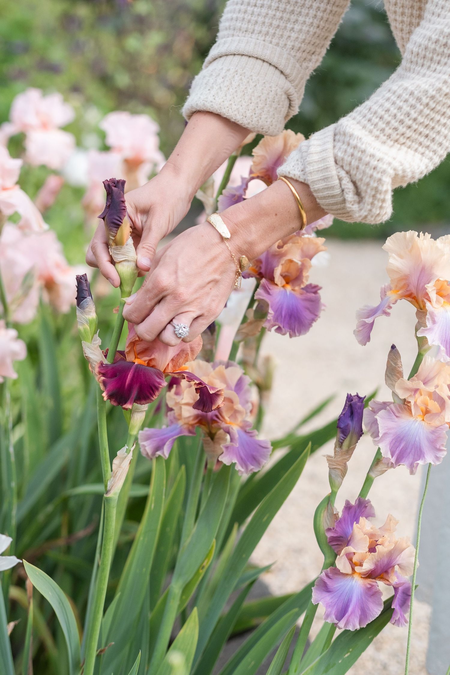 Close-up of hands with gold jewelry tending to colorful purple and peach iris flowers.