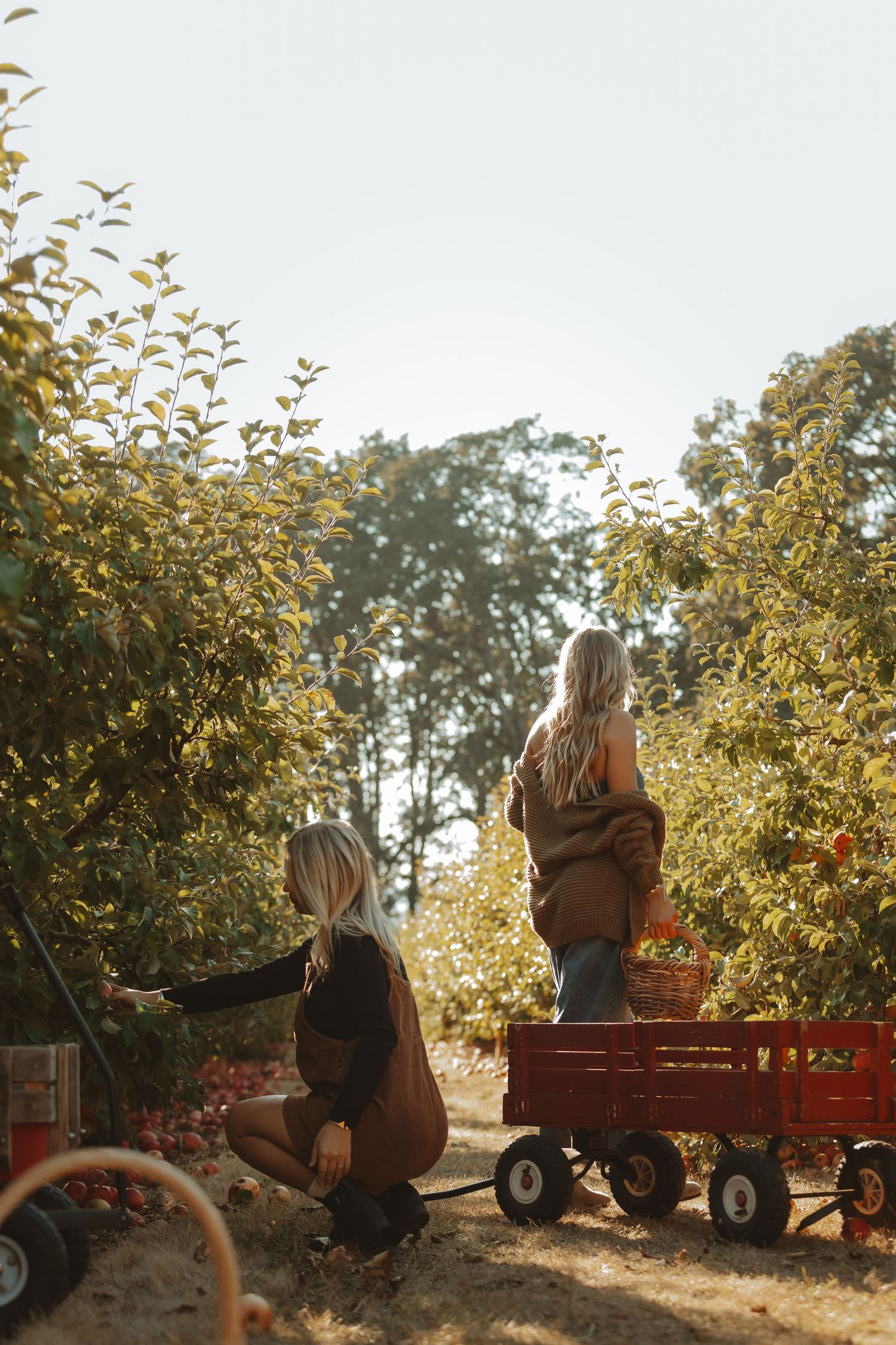 People sit on a red wagon at an autumn apple orchard with golden sunlight filtering through the trees.