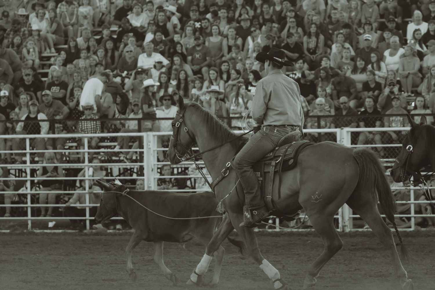 Black and white sequence of rodeo action in front of packed stadium stands.