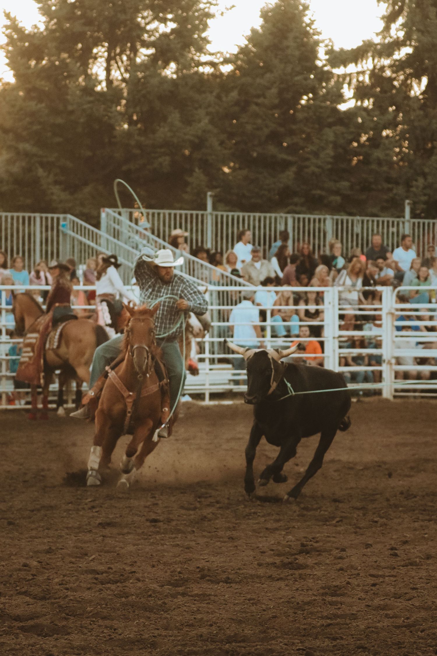 Cowboys compete in a team roping event at a rodeo arena with white fencing during golden hour.