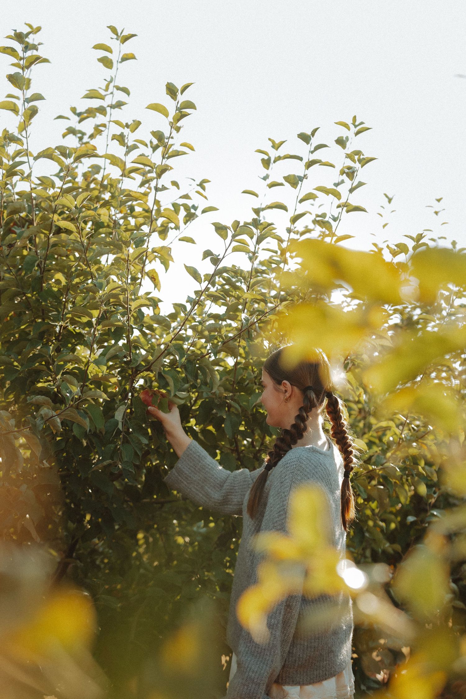 Two people picking fruit from trees in an orchard at sunset with golden light filtering through the leaves.