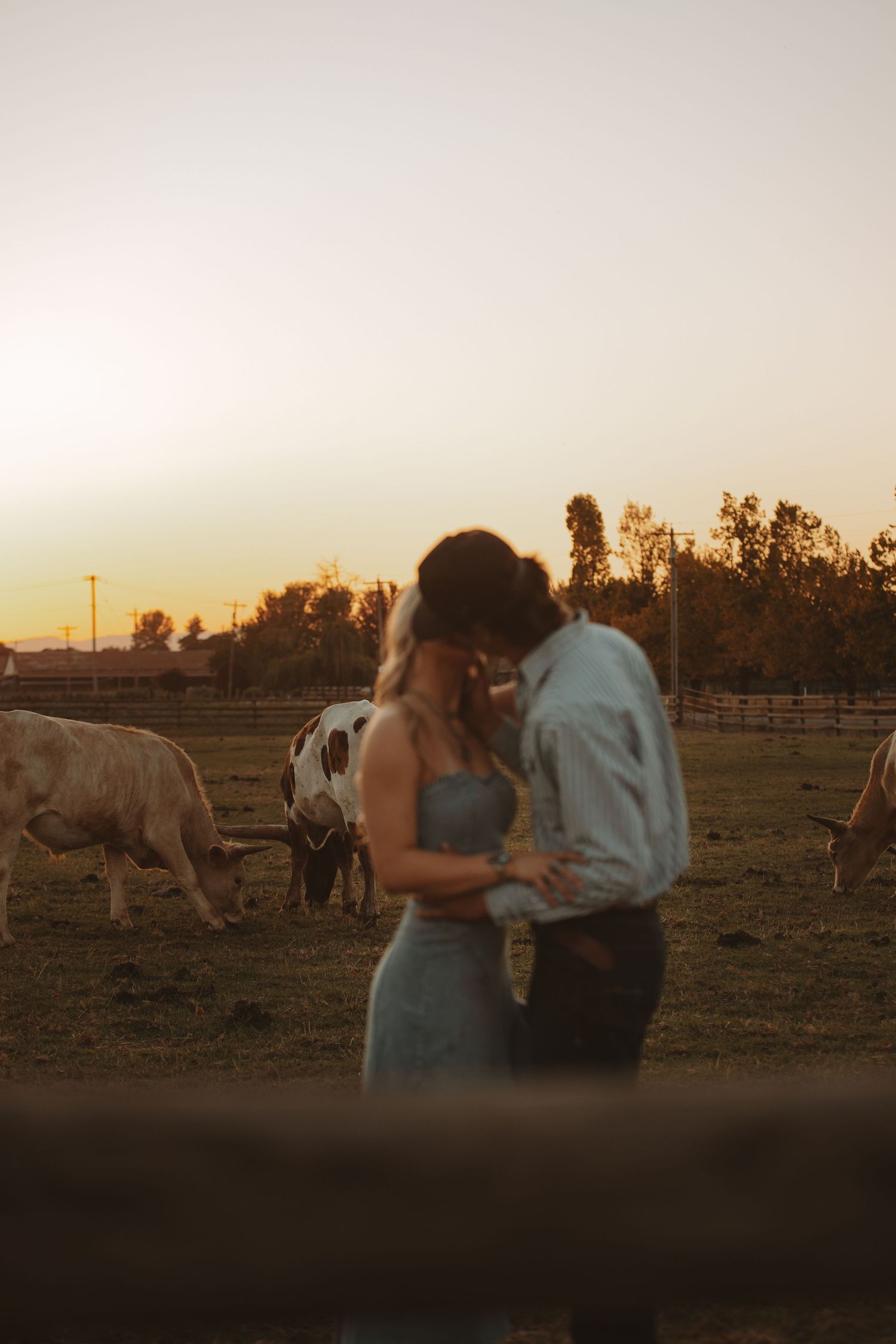 Romantic couple embracing at sunset on a farm with longhorn cattle grazing in background.