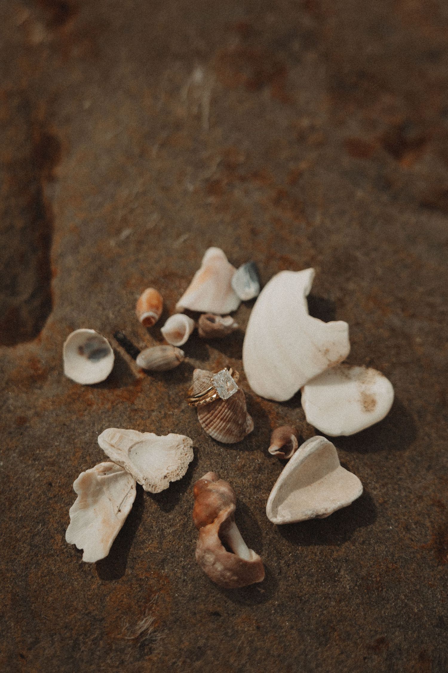 Collection of small seashells and shell fragments arranged on a textured brown rock surface with a gold ring.