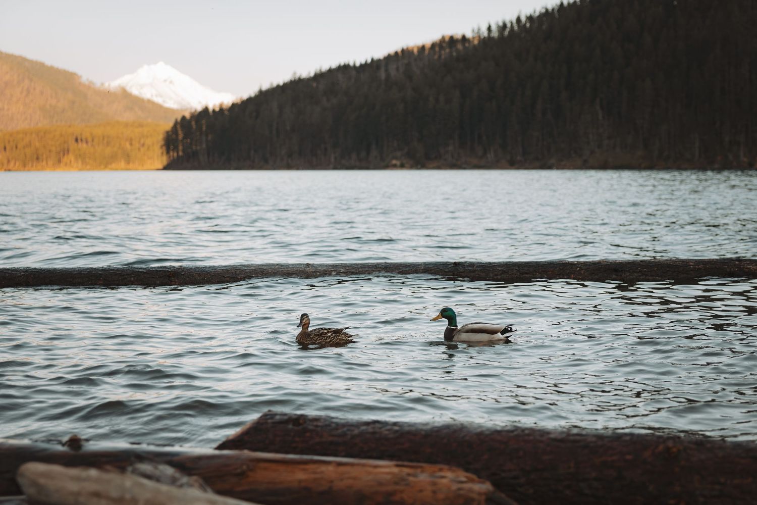 Two mallard ducks swimming on a calm mountain lake surrounded by forested hills.
