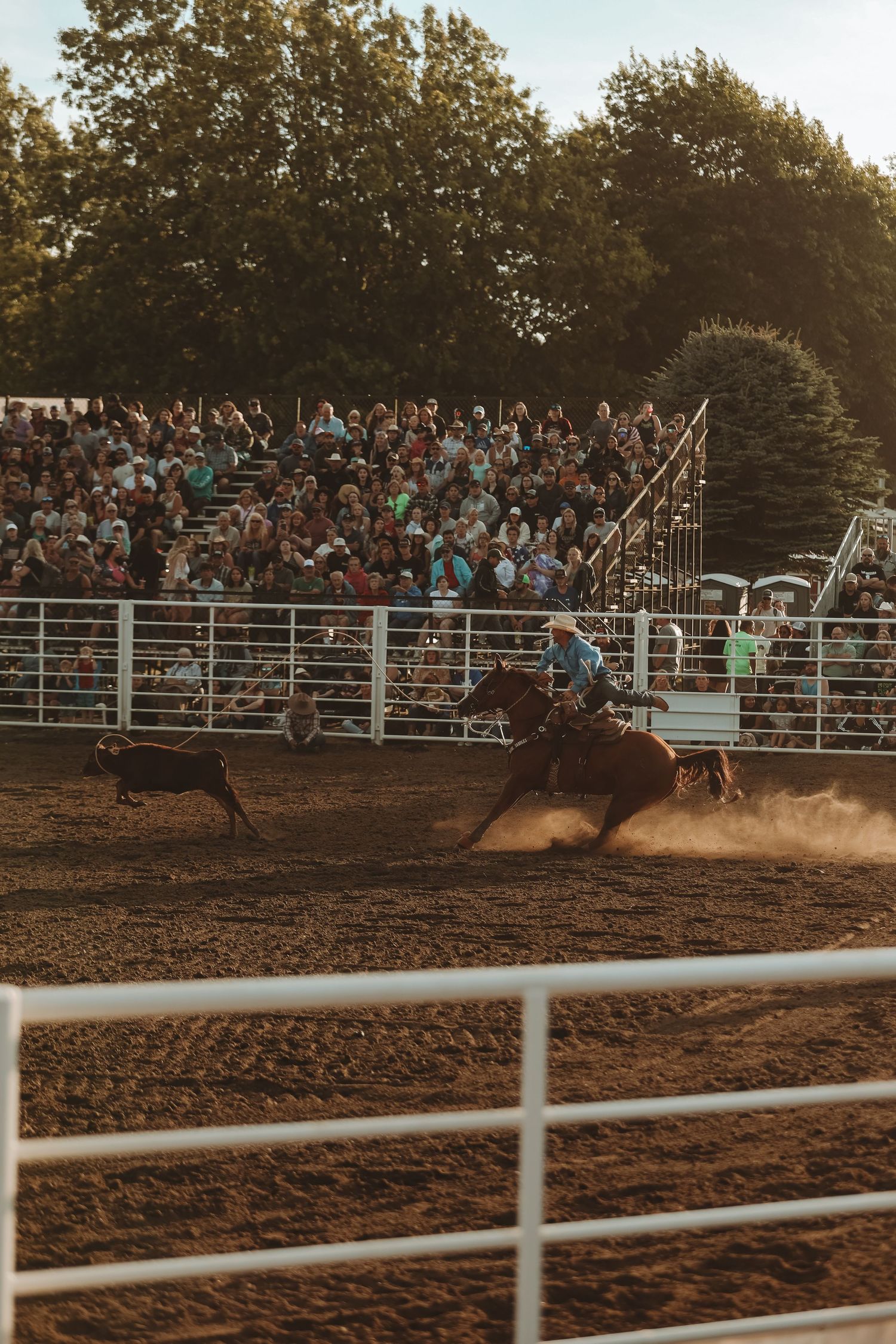 Dramatic silhouette of rodeo action with dust flying in the evening light.