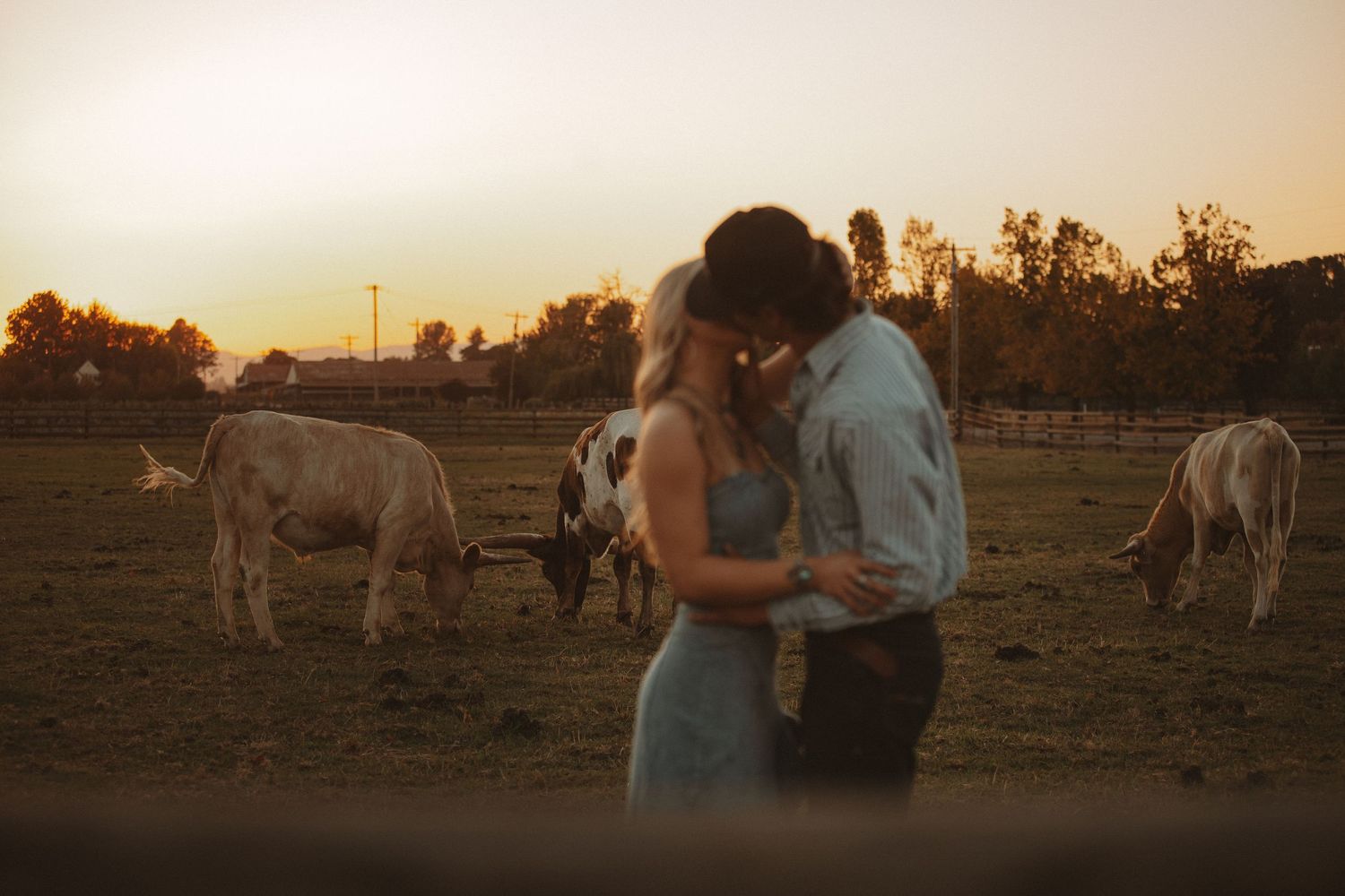 Couple sharing a romantic sunset kiss on a rustic farm with longhorn cattle grazing in the golden background.