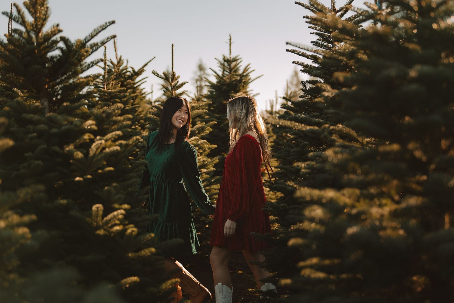 Silhouettes against a bright sky between rows of tall evergreen trees.