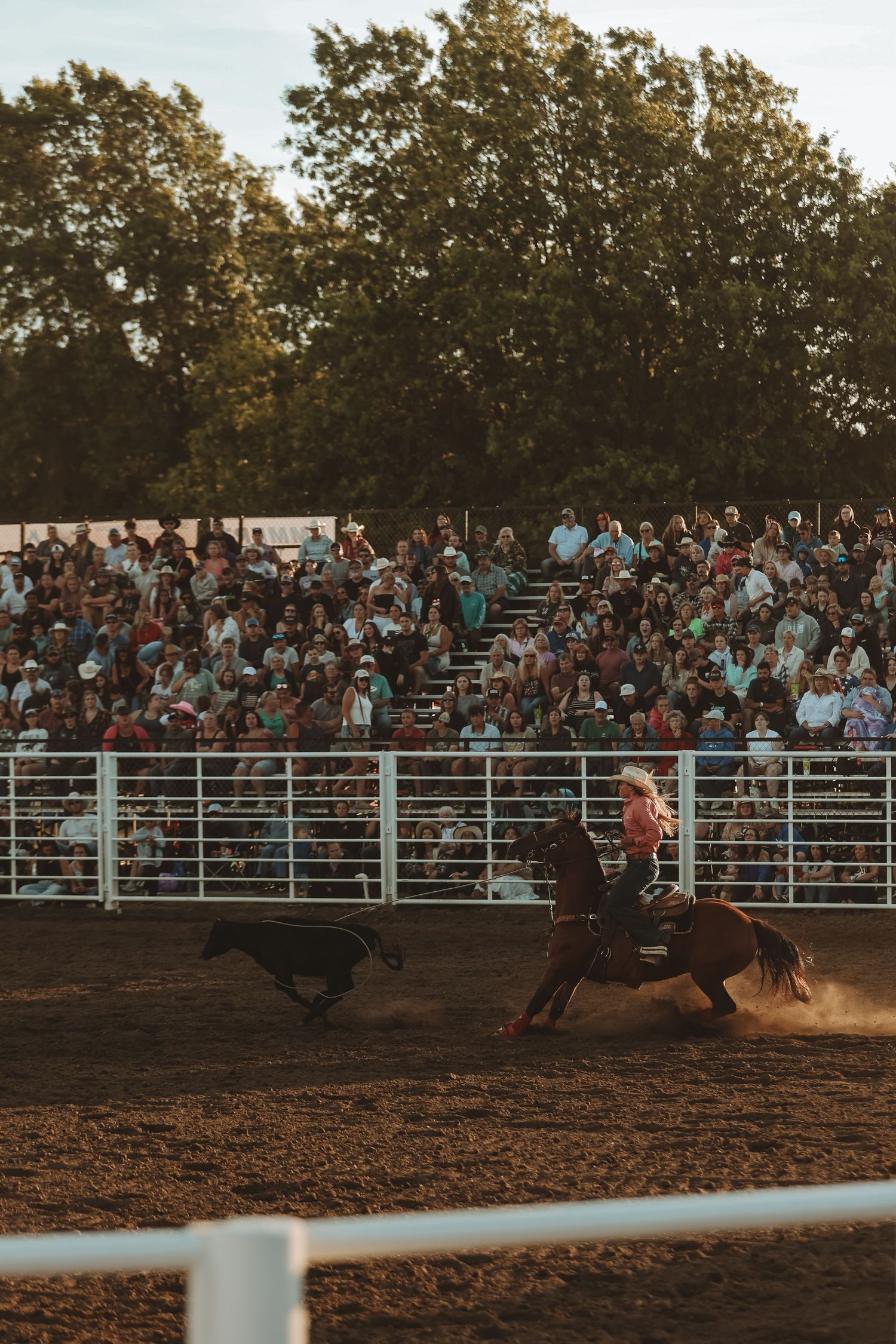 Horse and rider chase after a calf during evening rodeo competition.