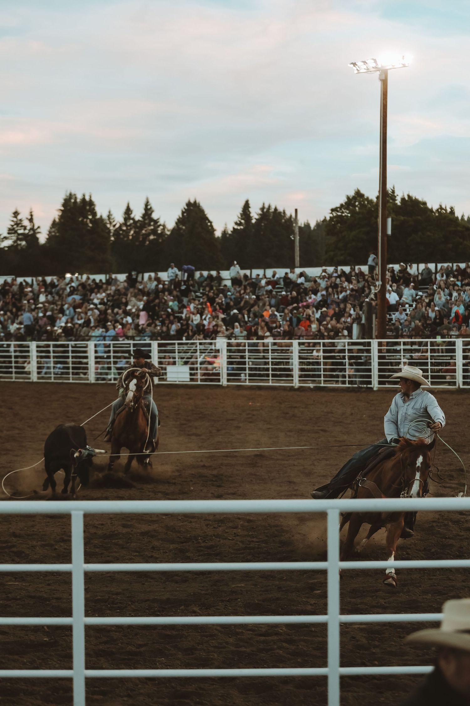 Team roping action in a rodeo arena with stadium lights illuminating the evening sky.