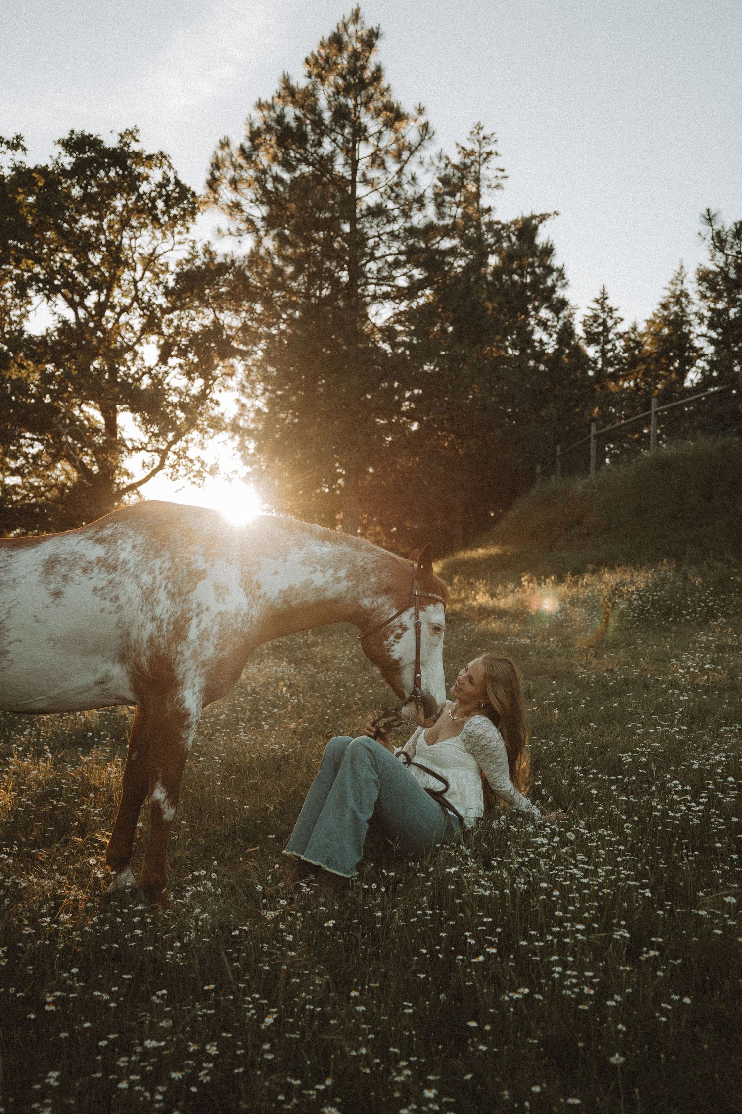 Young woman sitting in daisy field bonding with spotted horse during golden sunset light.