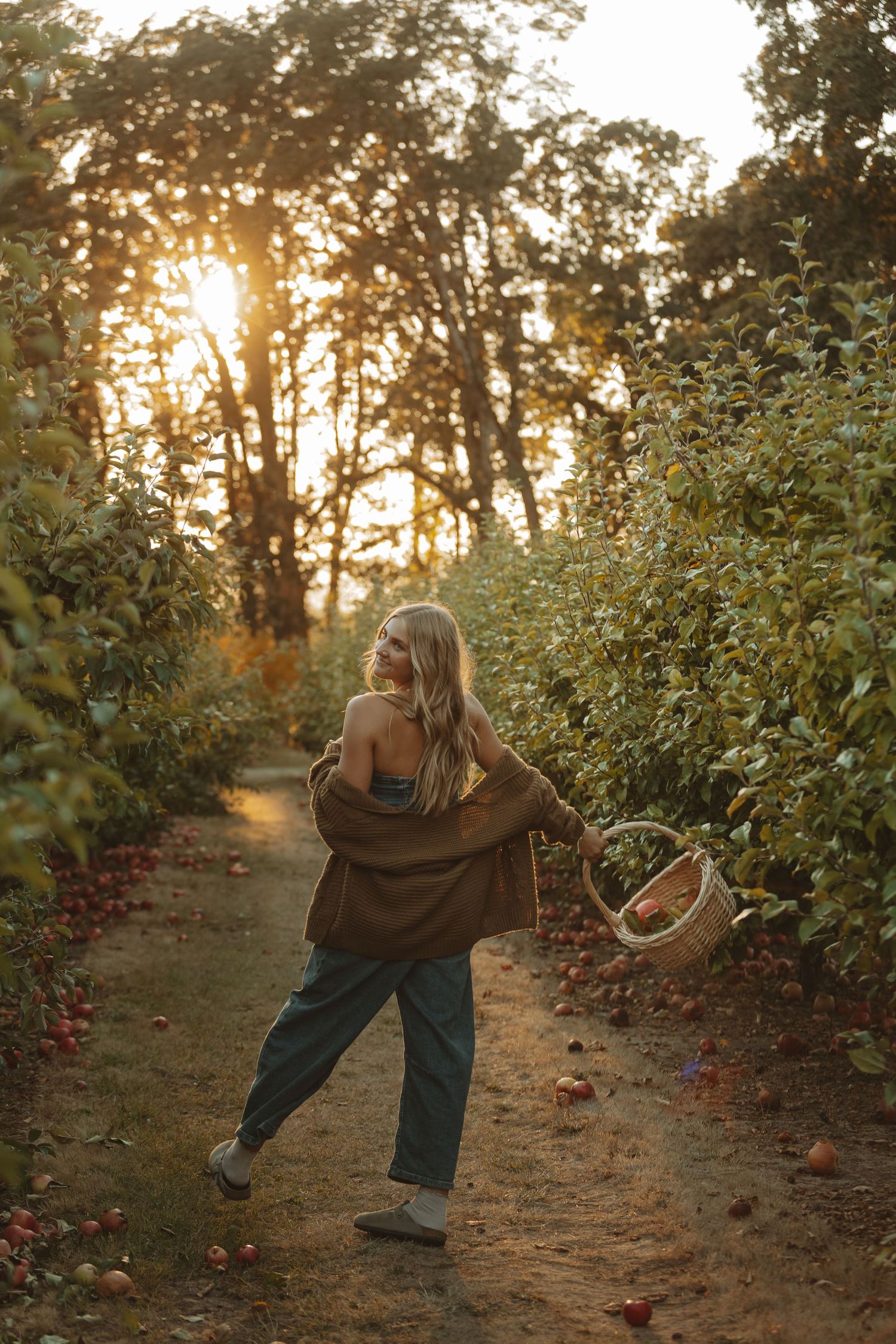 Person picking apples in an orchard at golden sunset with sunlight streaming through trees.
