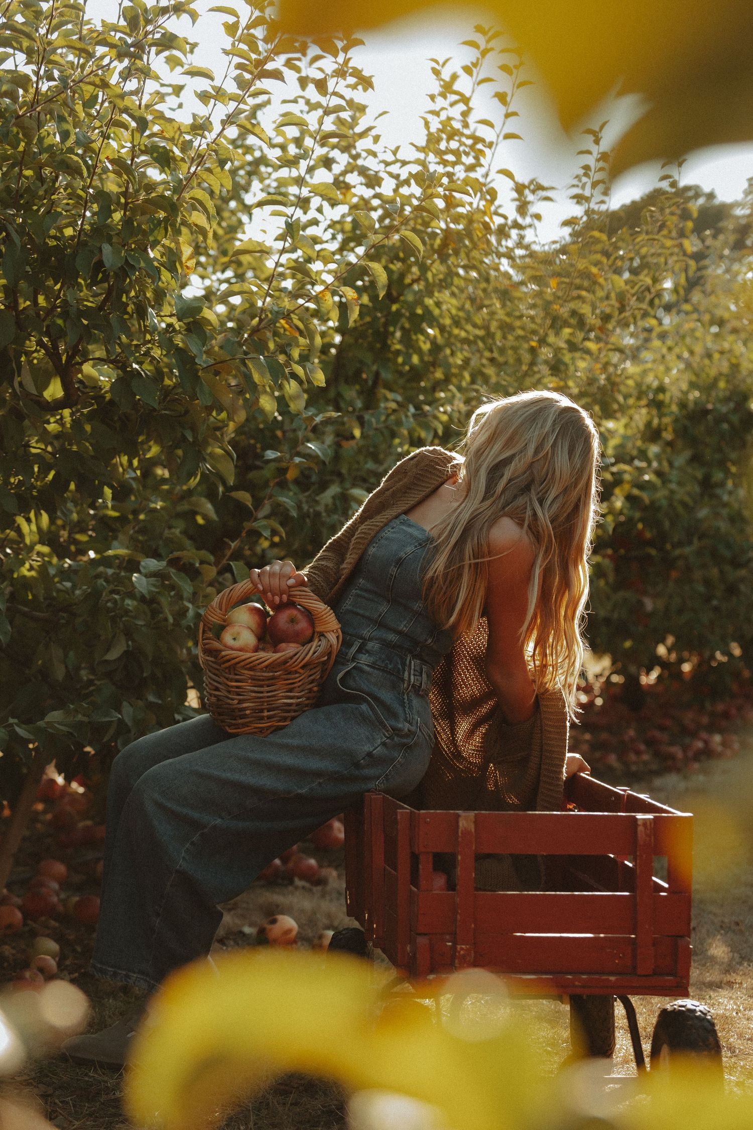 Person relaxing on a red wooden bench in an apple orchard during golden hour sunset.