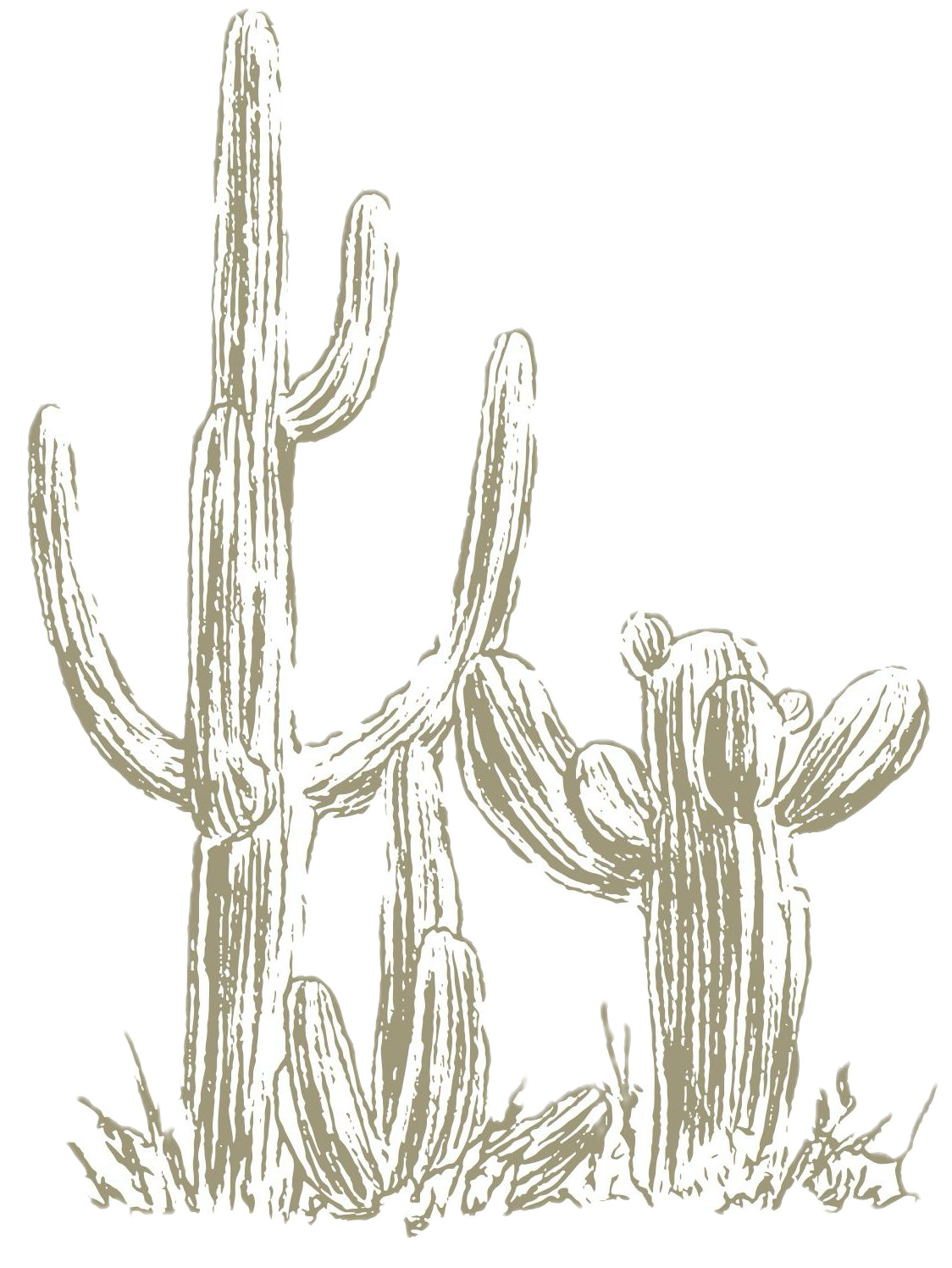 Hand-drawn desert landscape with multiple saguaro cactus plants in a row.