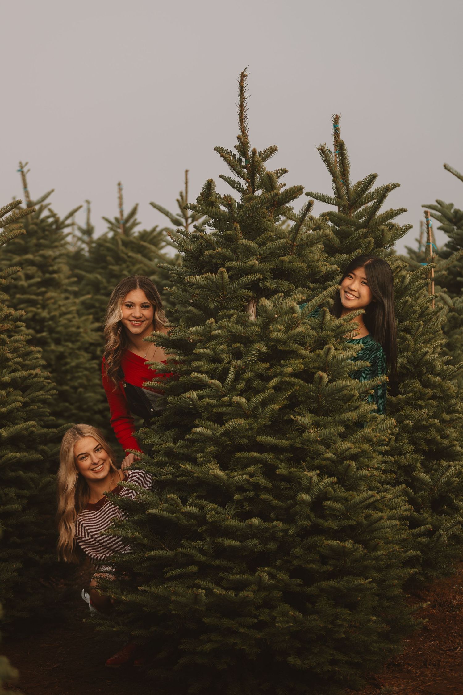Playful poses among evergreen trees at a Christmas tree farm during sunset.