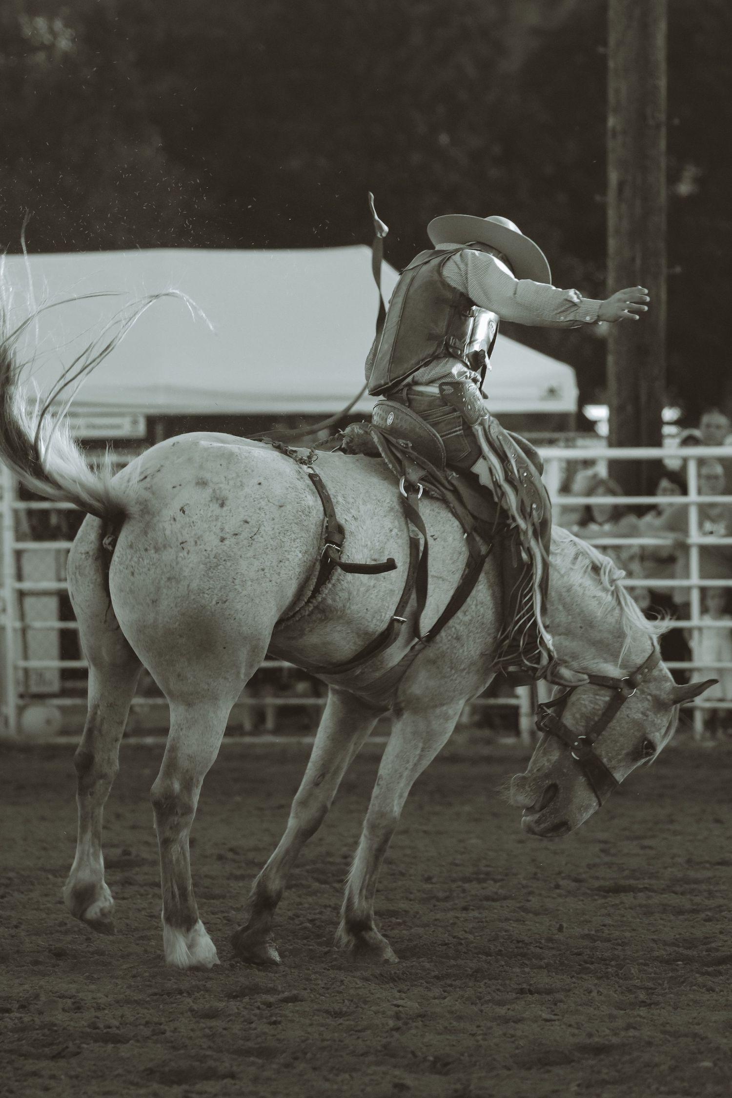 Black and white sequence showing a horse bucking wildly during a rodeo performance.