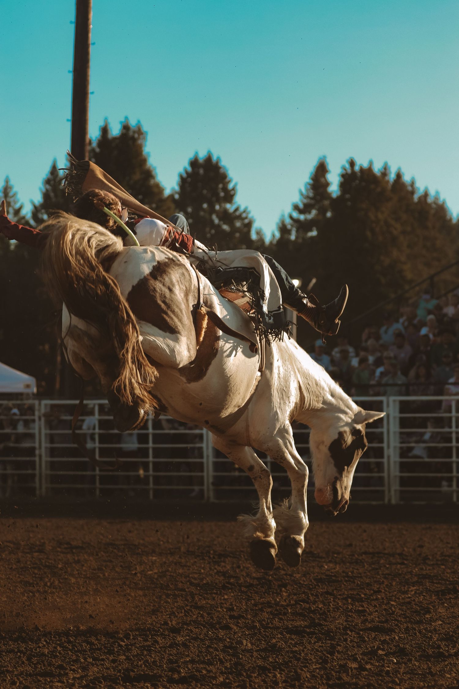 A bronc rider demonstrates impressive skill during a bucking horse event at a rodeo.