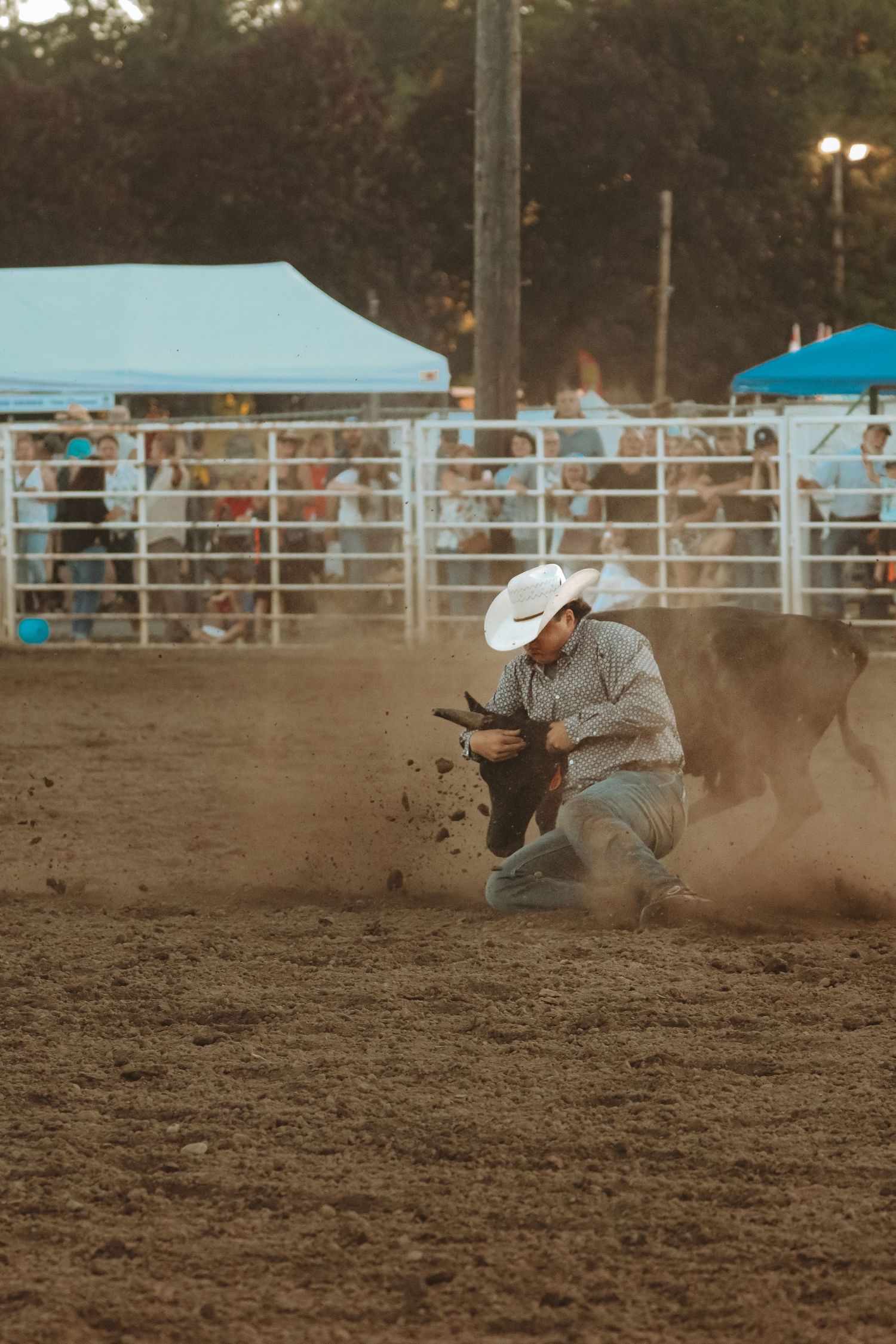 Cowboy tumbling to the ground during an intense rodeo bronc riding event.