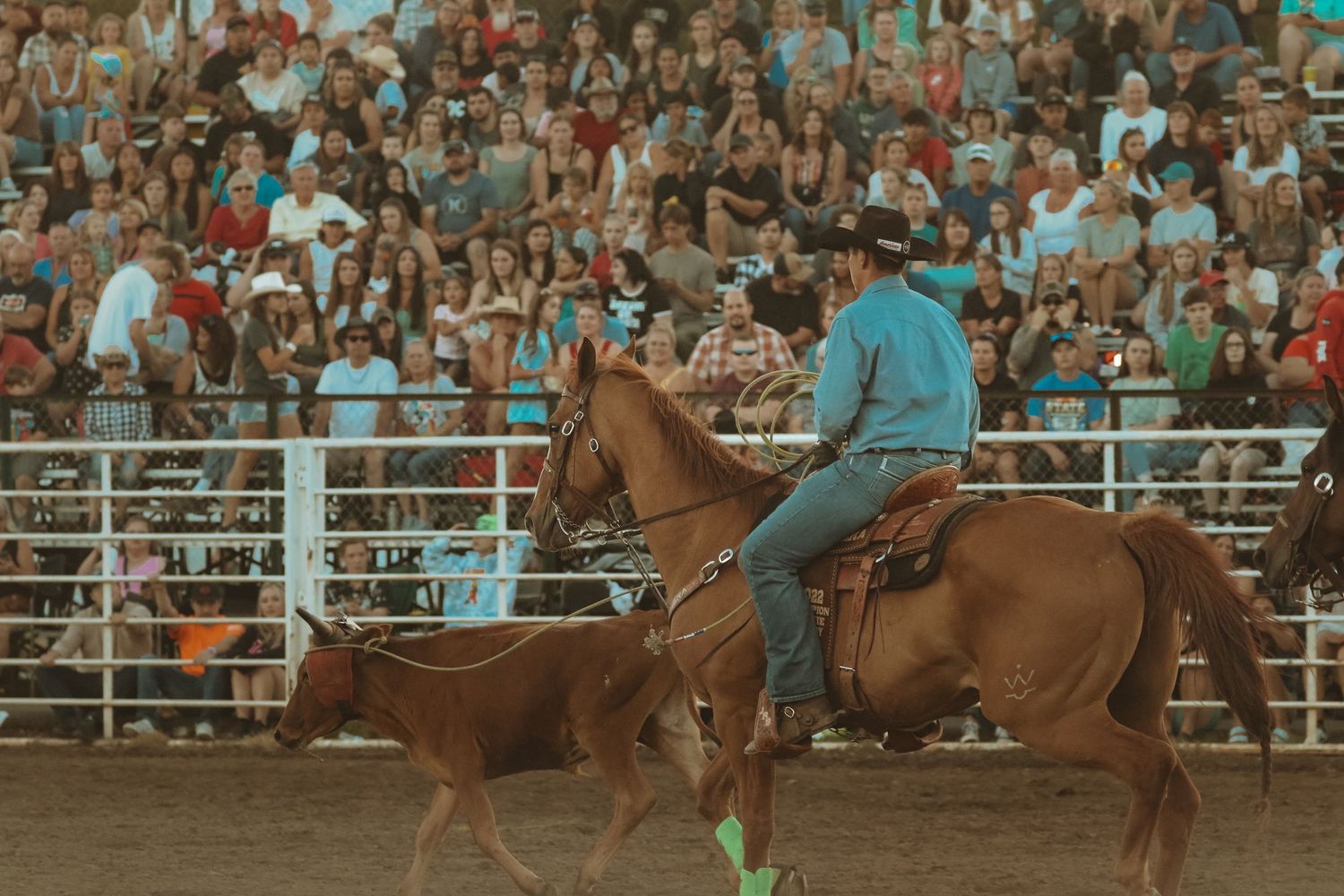 Rodeo competitors chase a calf in an arena with spectators watching from the stands during a sunset event.