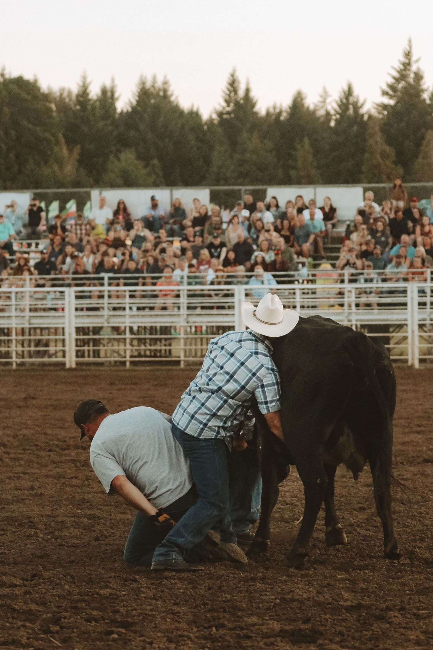 Cowboys work with cattle in a dusty rodeo arena as spectators watch from bleachers.