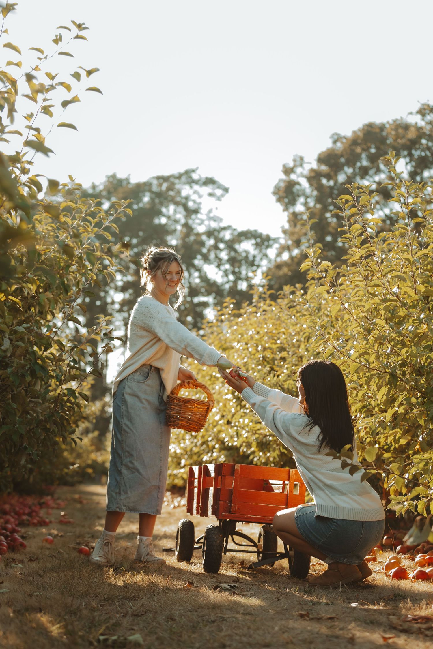 Two people picking apples in an orchard at sunset with a red wagon and basket on a golden autumn day.
