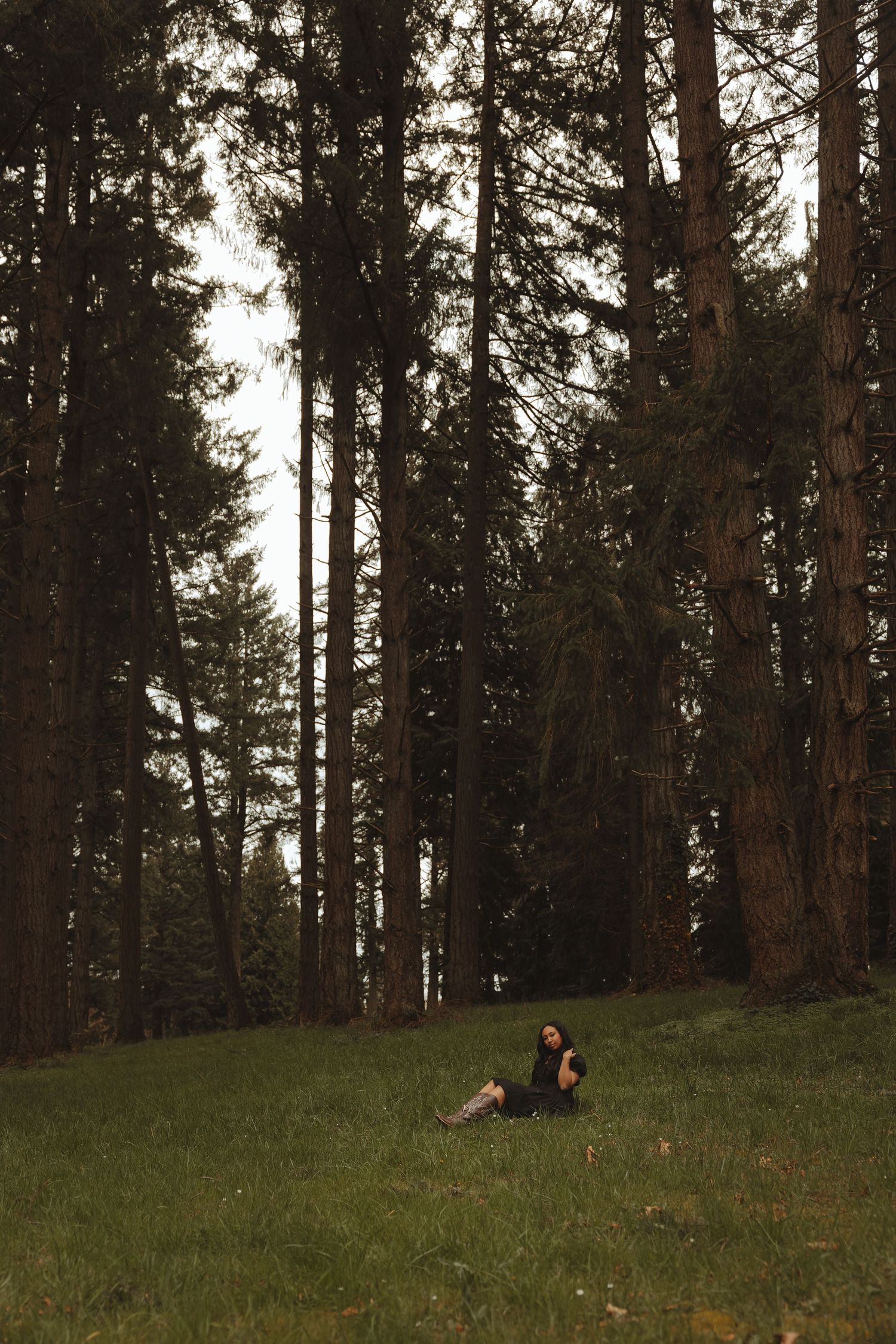 A grassy hillside dotted with tall pine trees creates a serene forest landscape at sunset.