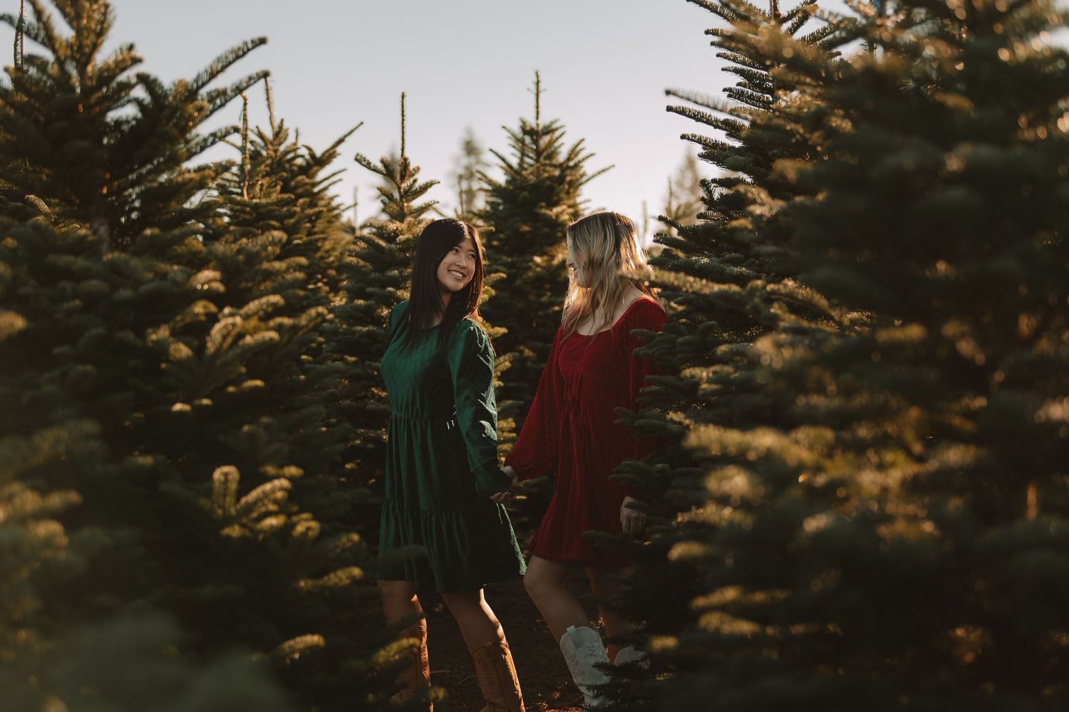 Pine trees stand tall against a bright winter sky at a Christmas tree farm.