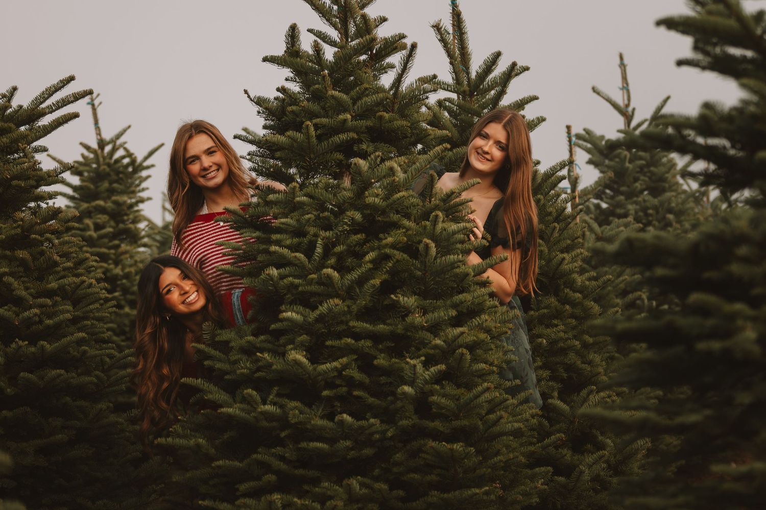 A playful scene of people peeking out from behind evergreen trees at a Christmas tree farm.