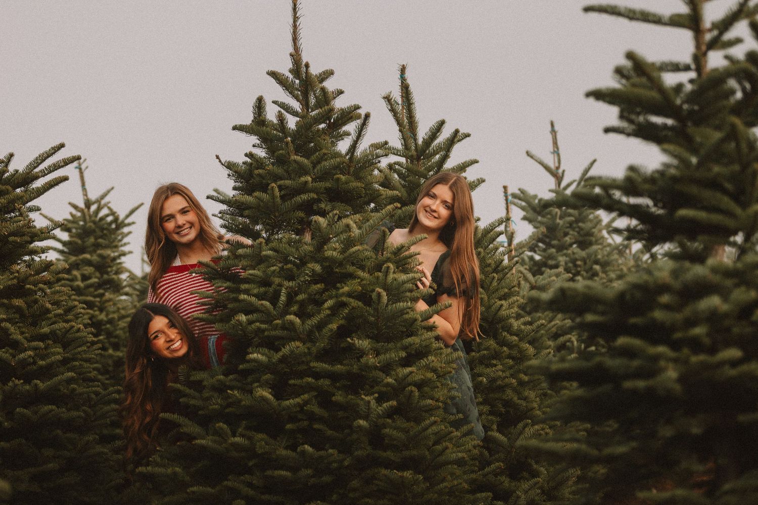Evergreen trees line up against an overcast sky creating a natural Christmas tree farm setting.