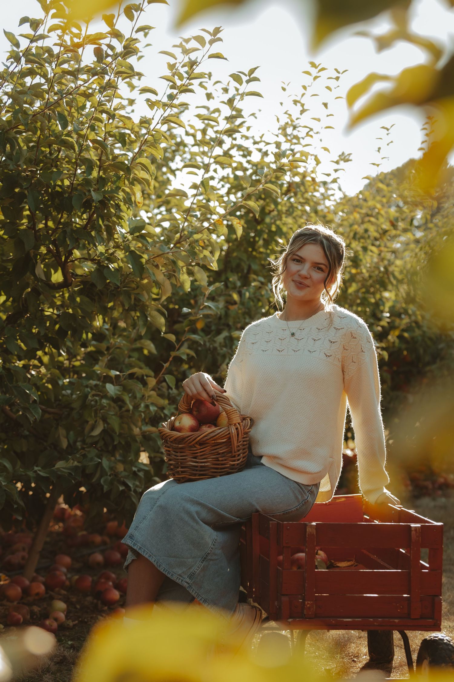 A person sits on a red wooden cart in an apple orchard at sunset while holding a basket of freshly picked apples.