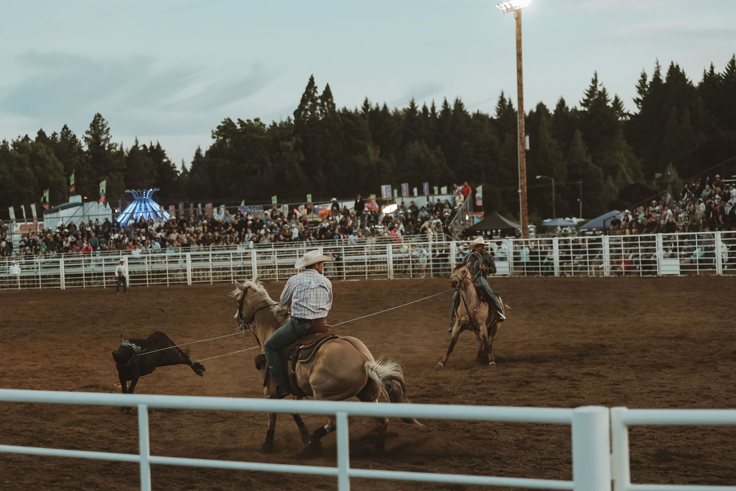 Cowboys compete in a rodeo event with packed bleachers and evergreen trees in the background.