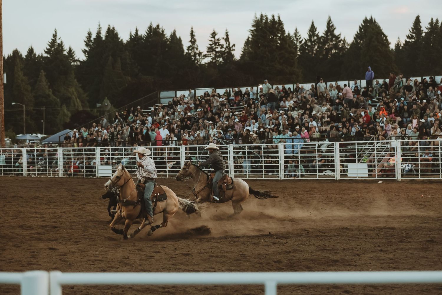Two horses kick up dust during an intense team roping competition at a rodeo.