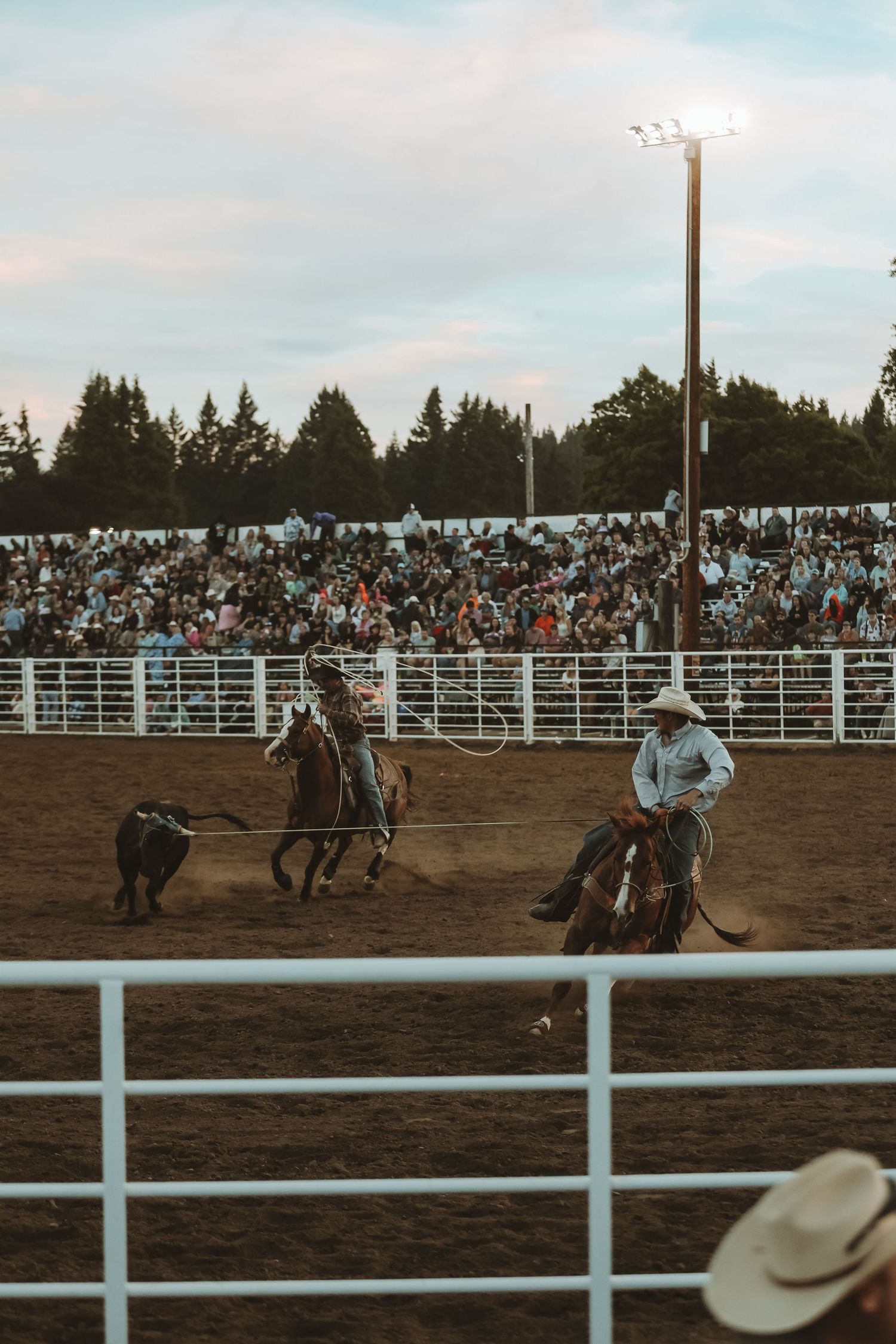 Cowboys work together in a team roping event at a crowded evening rodeo.