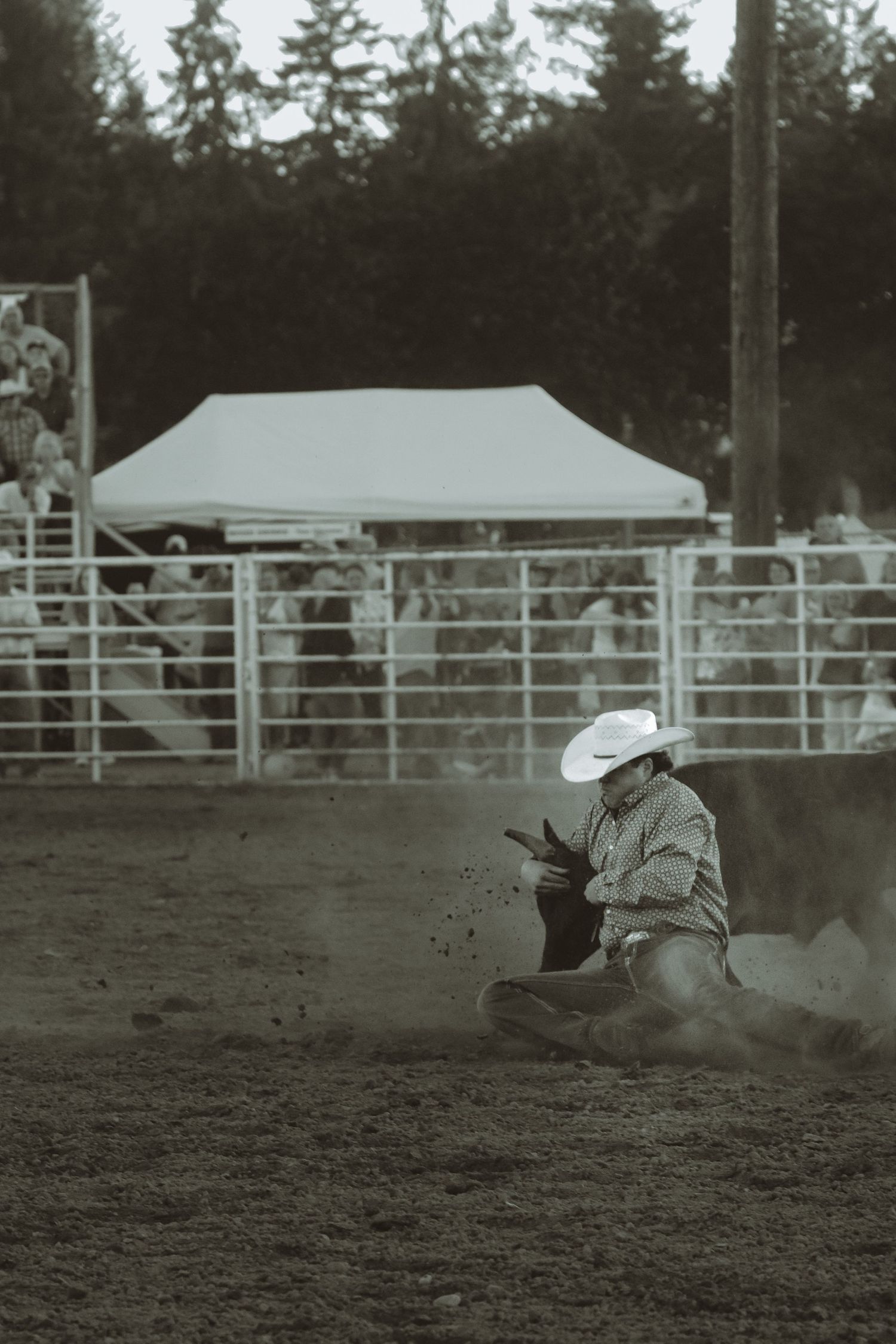 Rodeo participant falling off a horse during a competitive event.