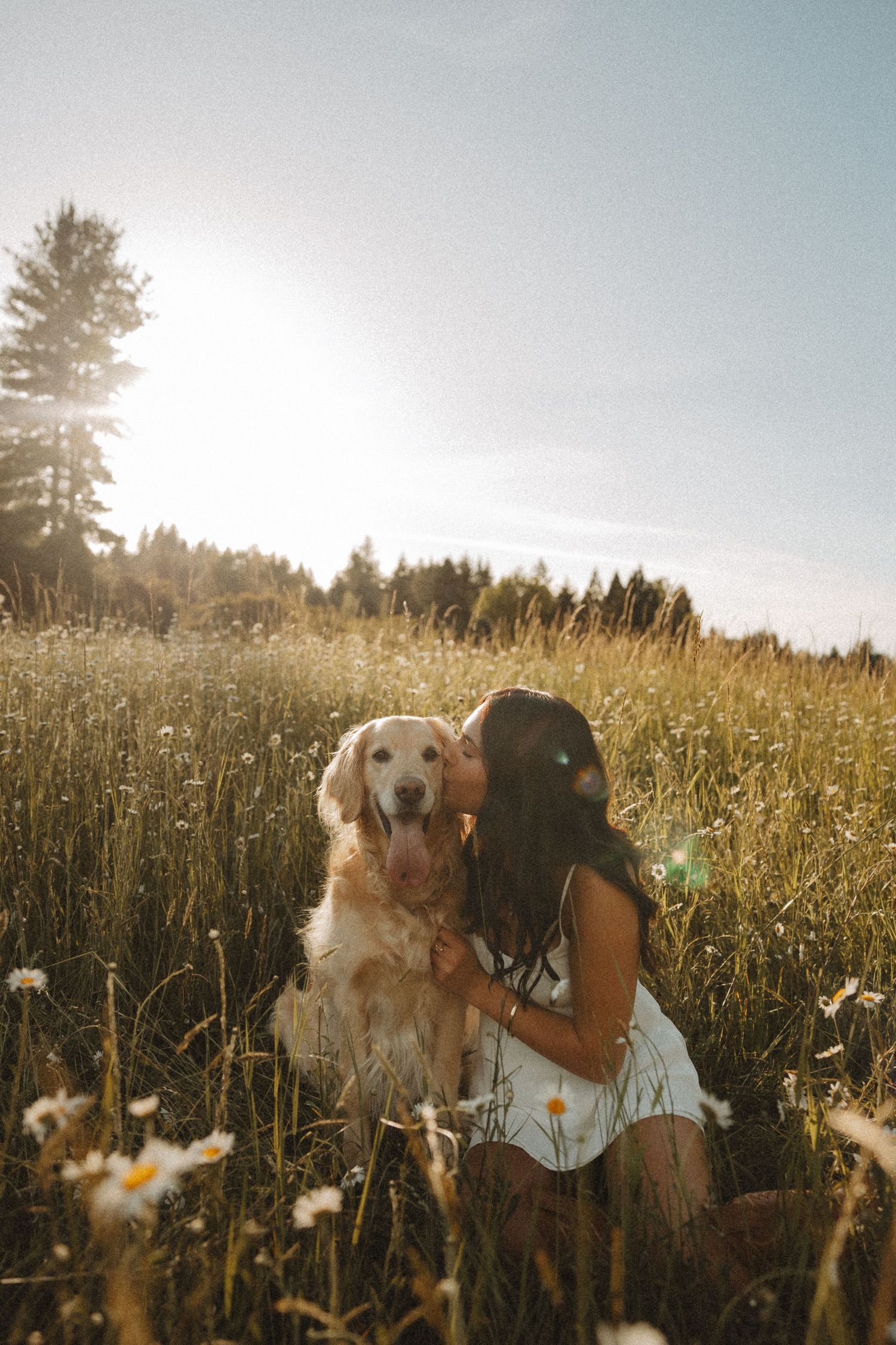 Girl kissing golden retriever in sunny wildflower meadow with daisies and tall grass on a bright summer day.