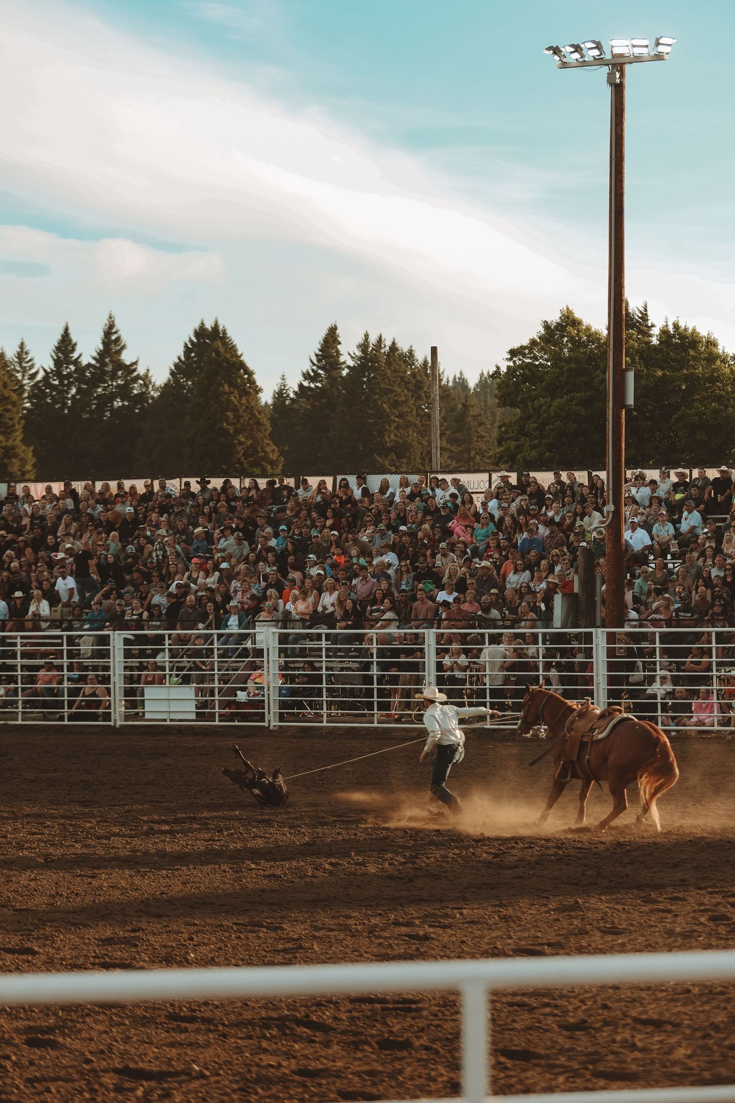 Dramatic rodeo action shot showing a rider being thrown from a bucking horse in front of a crowded arena.