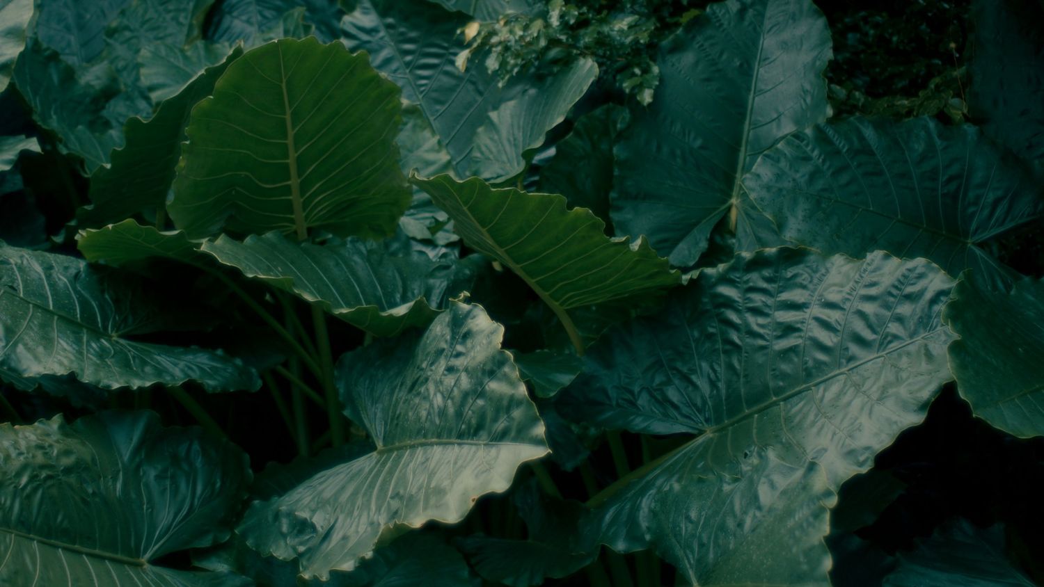 Large green leaves with textured surfaces and wavy edges create a lush natural pattern in dark lighting.