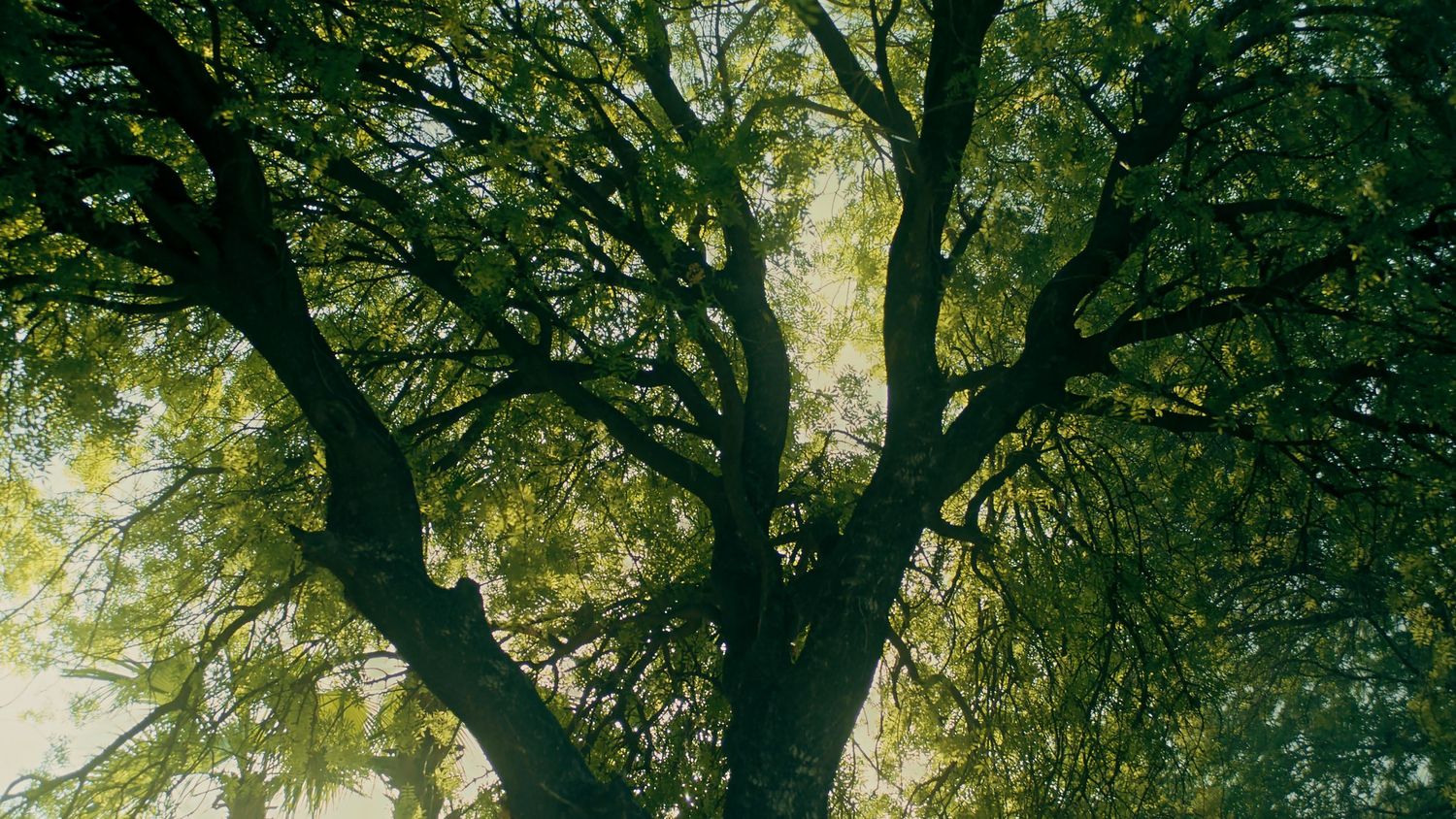 Sunlight filters through a canopy of green leaves creating a natural cathedral-like ceiling in a forest.