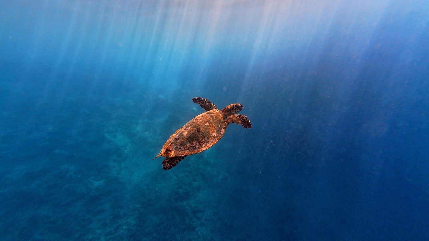 A sea turtle gracefully swims through clear blue tropical waters under sunbeams penetrating the ocean surface.
