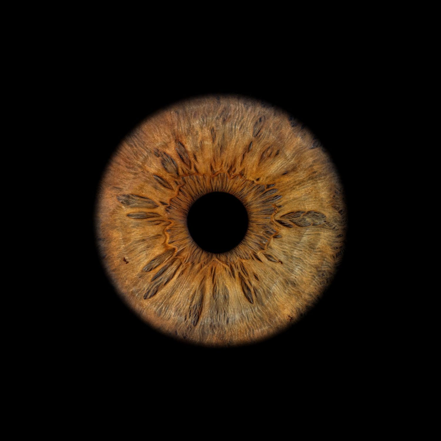 Close-up sequence of a brown iris gradually zooming out showing the detailed texture and pattern of the human eye.
