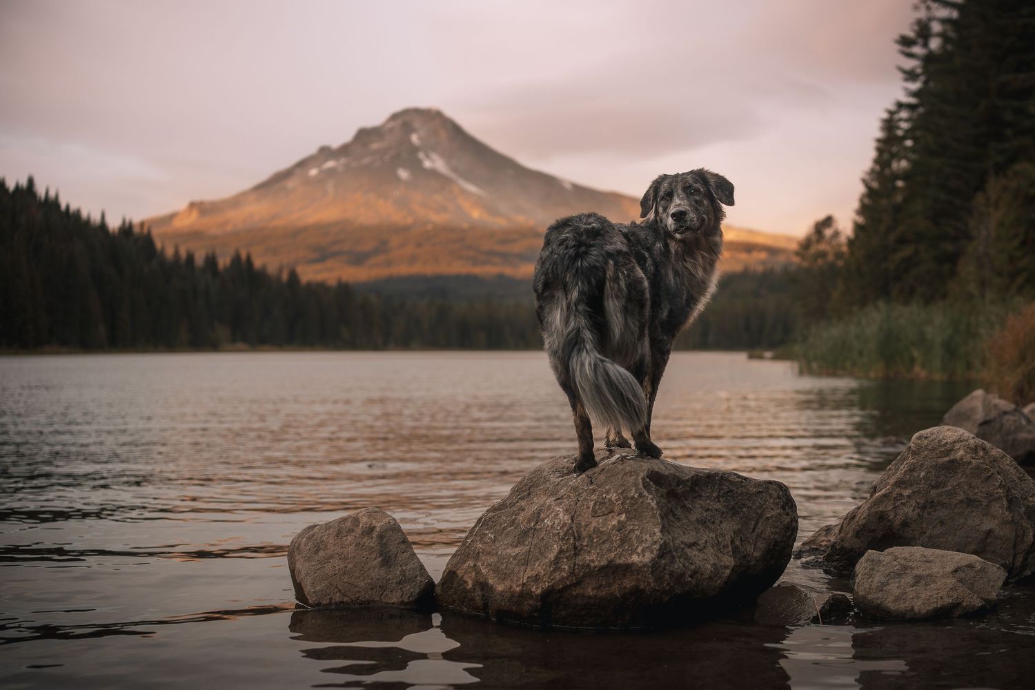 Australian Shepherd standing on a rock in front of Mt Hood.