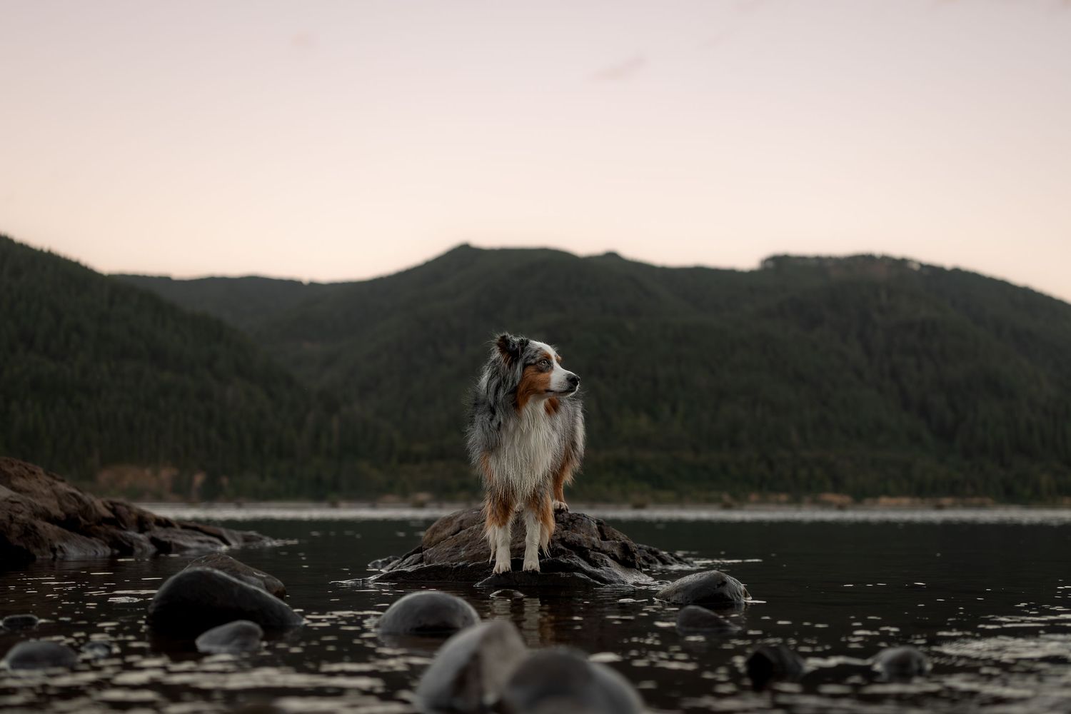 Australian Shepherd in the PNW. Oregon and Washington dog