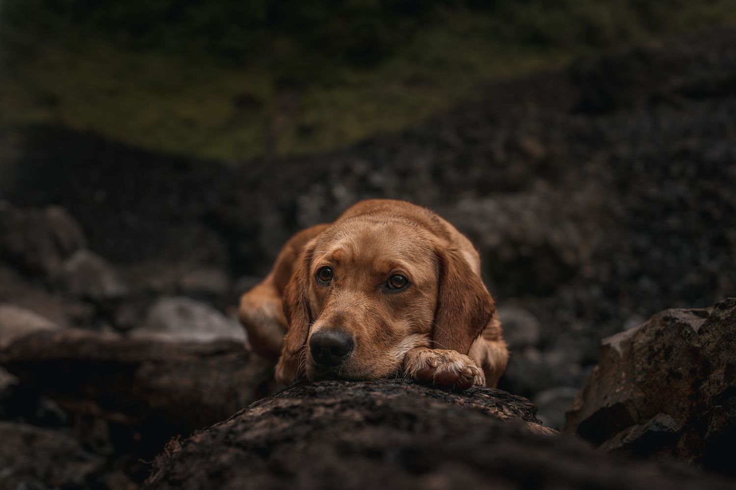 Yellow lab in Portland Oregon. Columbia River gorge dog photographer