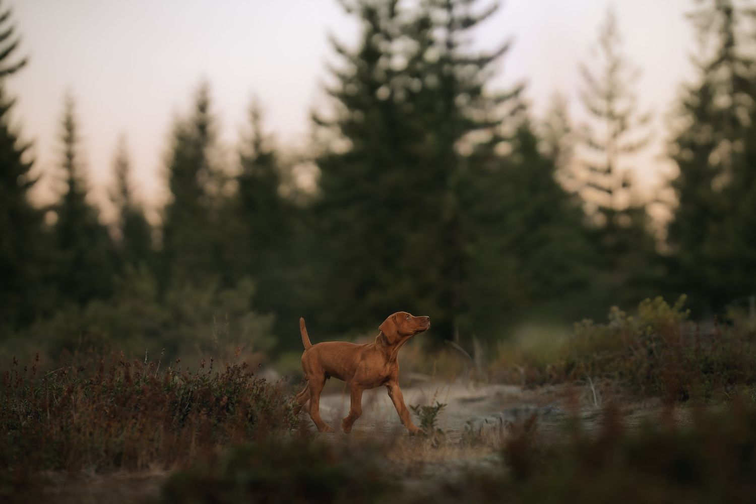 Visual puppy in the green forest in Washington state. Dog photography