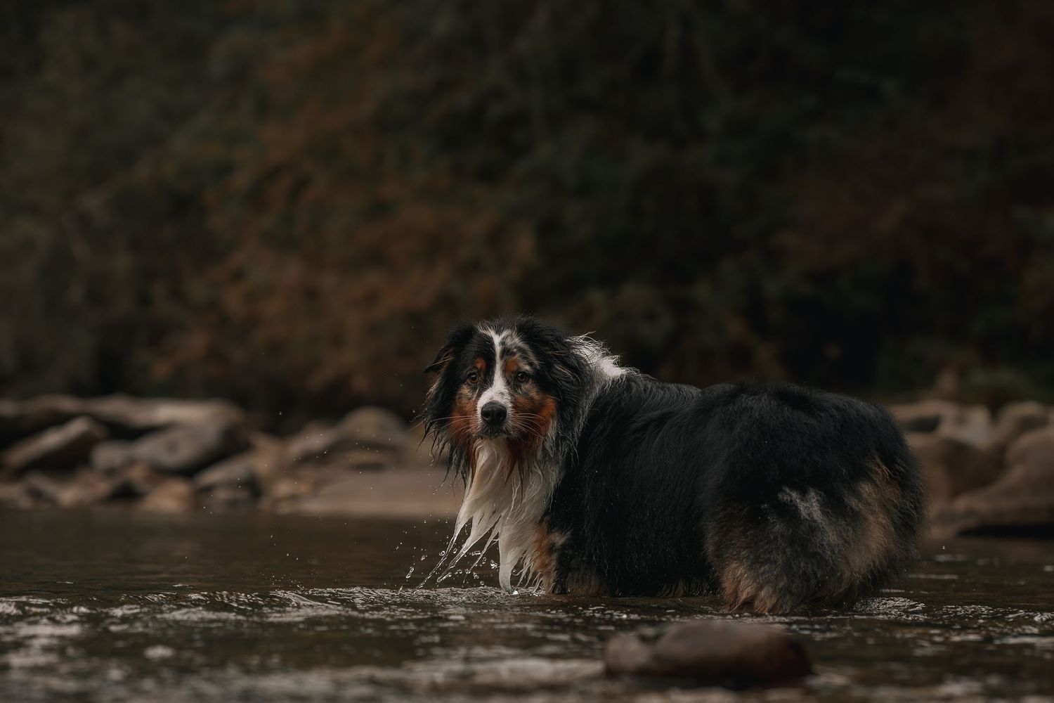 Australian Shepherd playing in the water in the PNW