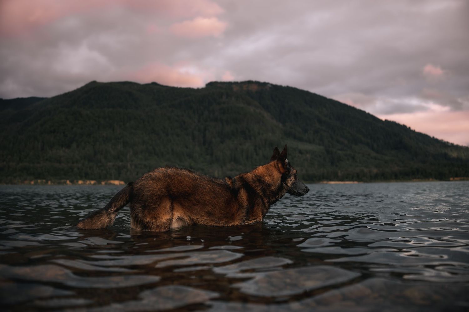 Dog standing in the water with a colorful sunset